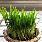 プランター栽培の青々とした新芽