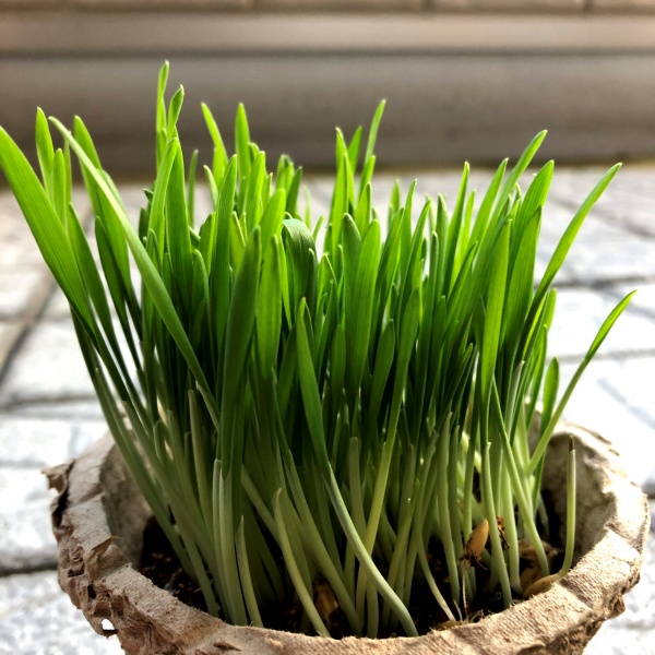 プランター栽培の青々とした新芽